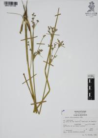 Juncus microcephalus image